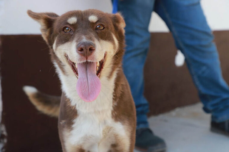 Continúan esterilizaciones gratuitas de perros y gatos en la capital potosina