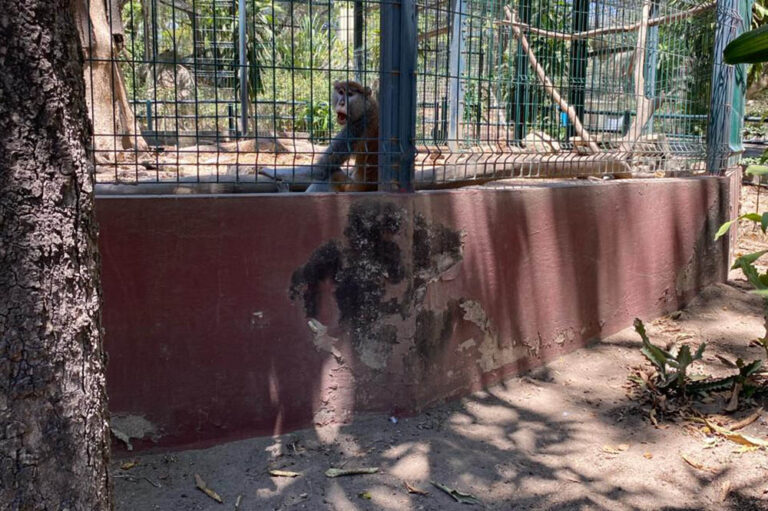 Decomisan todos los animales de Ecoparc en Colima