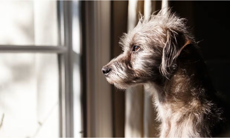 Perros de raza única, este 28 de mayo es su día
