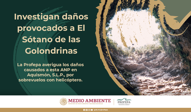 Investiga Profepa muerte masiva de aves en el Sótano de las Golondrinas