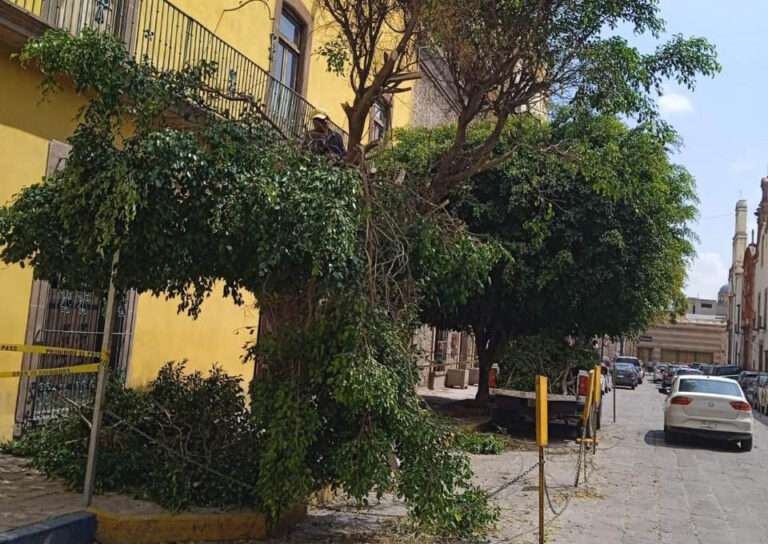 Alistan sanciones por poda indebida de árbol en el Centro Histórico