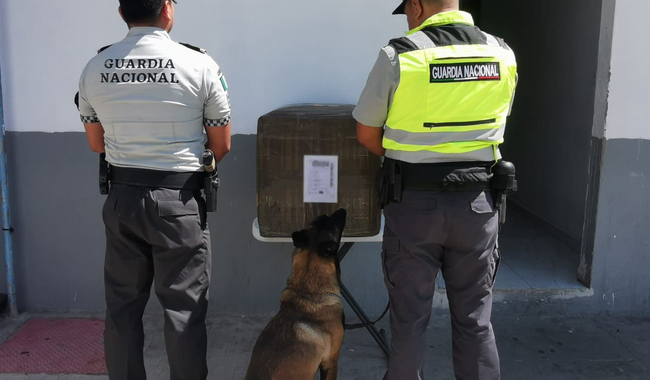 Can de la Guardia Nacional detecta caja con 20 kilos de marihuana en aeropuerto de SLP