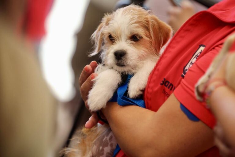 Aumenta entre marzo y abril el abandono animal