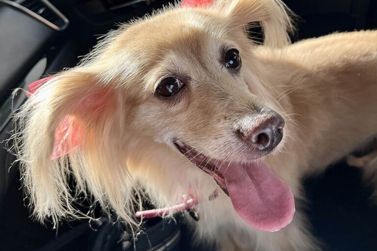 ¿Saldrás de vacaciones? Elige una pensión adecuada para tu mascota