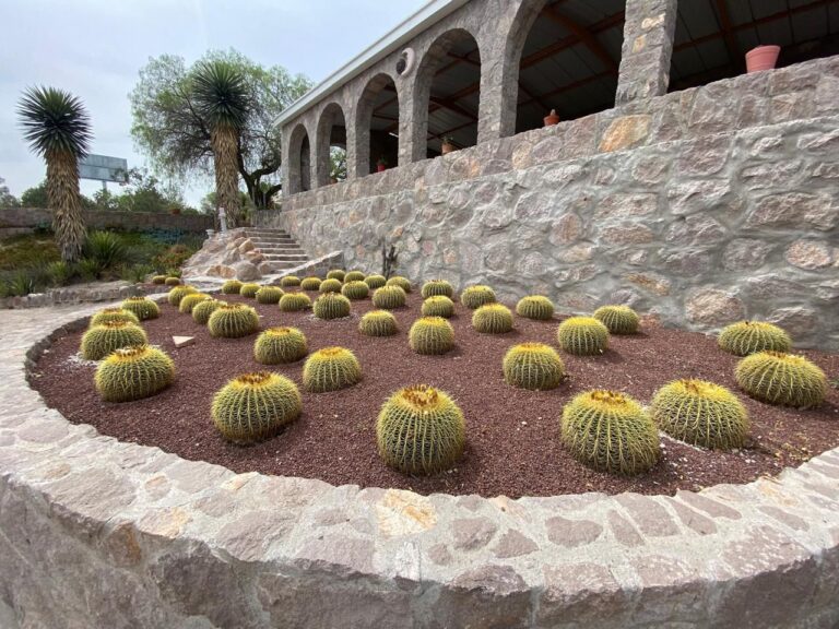 Siempre viva y “orejas de Shrek”, entre las 7 mil plantas decomisadas por la Profepa y que viven en El Izotal
