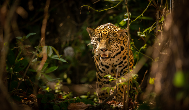 Presentará Profepa denuncia por asesinato de jaguar en Valles