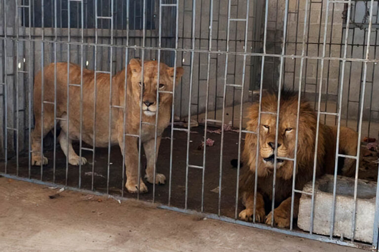 Durante cateo, rescatan a dos leones en un domicilio particular de Puebla