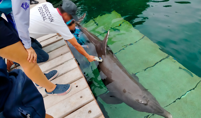Investiga Profepa manejo de delfines en Hotel Barceló