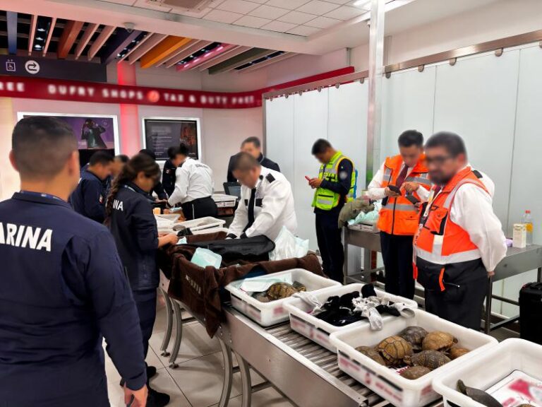 Rescatan en aeropuerto de CDMX a 121 tortugas y 16 ranas que “viajaban” a Japón