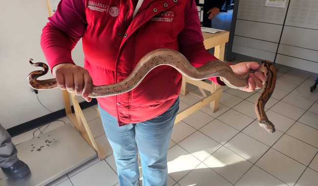Hombre pretendía importar 7 boas constrictor “indocumentadas”; fue detenido en Tijuana