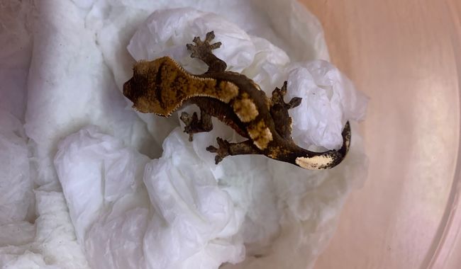 Rescató la Profepa 12 ejemplares de geckos, tortugas, camaleones y una tarántula en paquetería de SLP