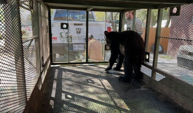 Liberan en Nuevo León a oso tras recibir atención médica por sangrado en el abdomen
