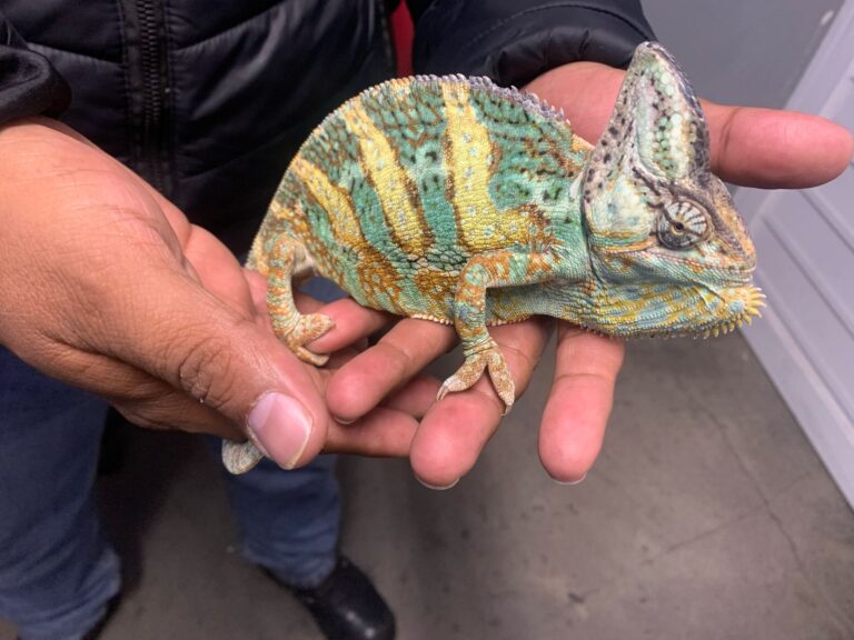 Decomisa Profepa 41 biznagas, 3 tarántulas, 5 alacranes, 1 gecko, 1 camaleón y 2 ranas pacman en SLP