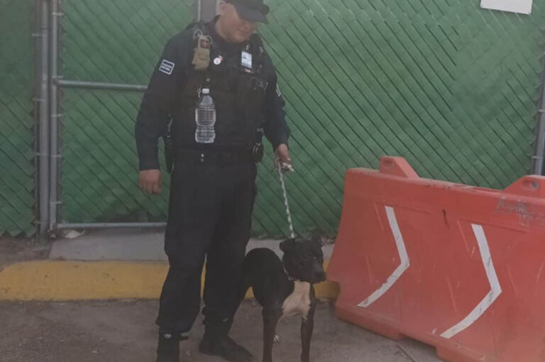 Rescatan a perrito abandonado en la azotea de una vivienda en Cordillera de los Alpes