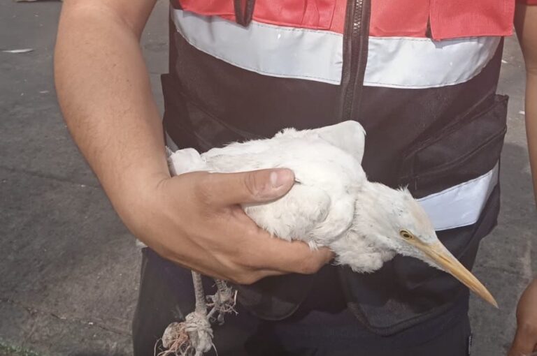 Rescatan a una garza enredada en una bolsa y varios hilos, a 15 metros de altura