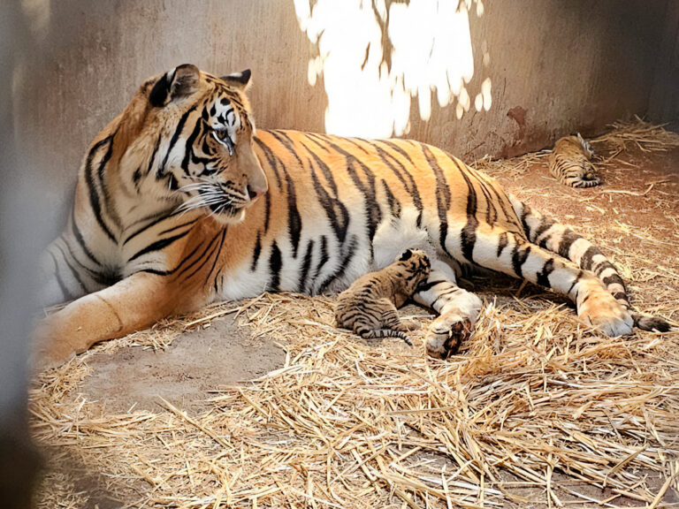 Asegura Profepa 119 ejemplares del Zoológico de Culiacán e impone medidas correctivas urgentes