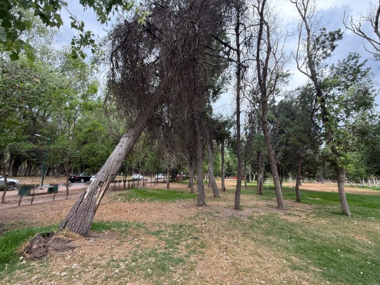 Por incuria, se deforesta el Tangamanga Uno