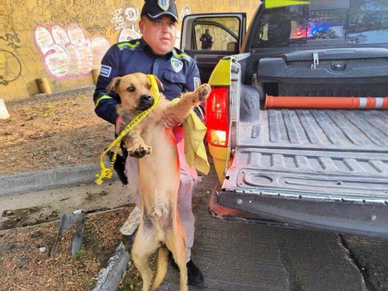 Rescatan a perrito lastimado en la avenida Muñoz