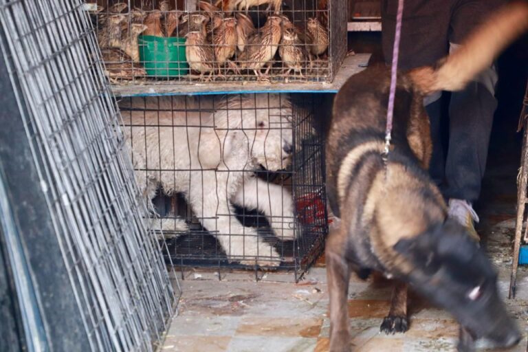 Rescatan a cientos de animales maltratados en negocio que operaba sin permisos