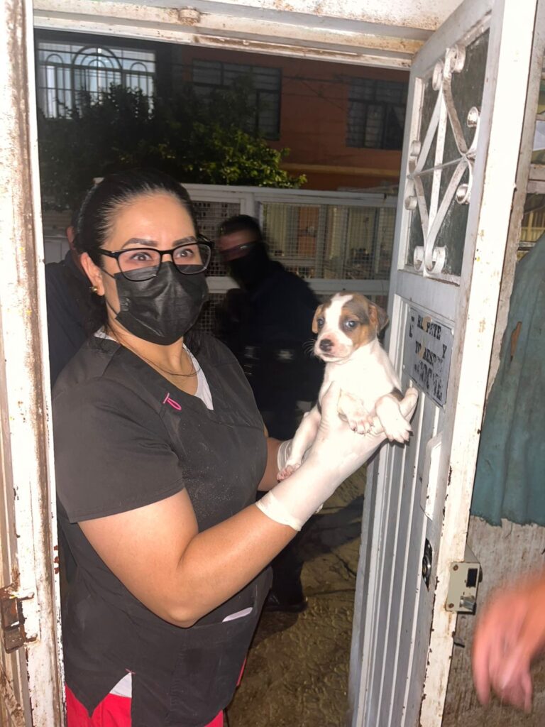 Rescatan a 27 perritos que sufrían maltrato en División del Norte