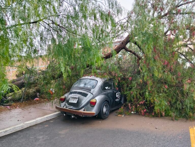 Caída de árboles y una barda, por aguacero nocturno; se mantiene el pronóstico de lluvias