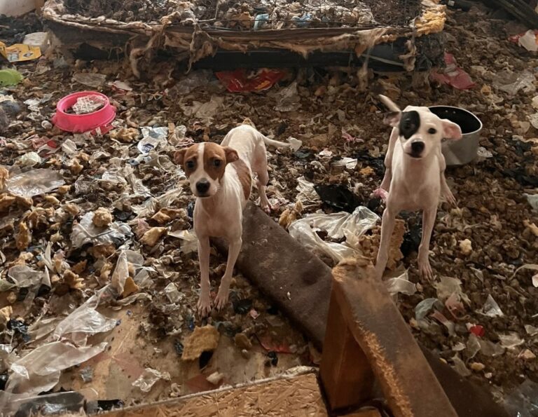 Rescatan a otros 13 perros en vivienda de División del Norte; ya suman 40