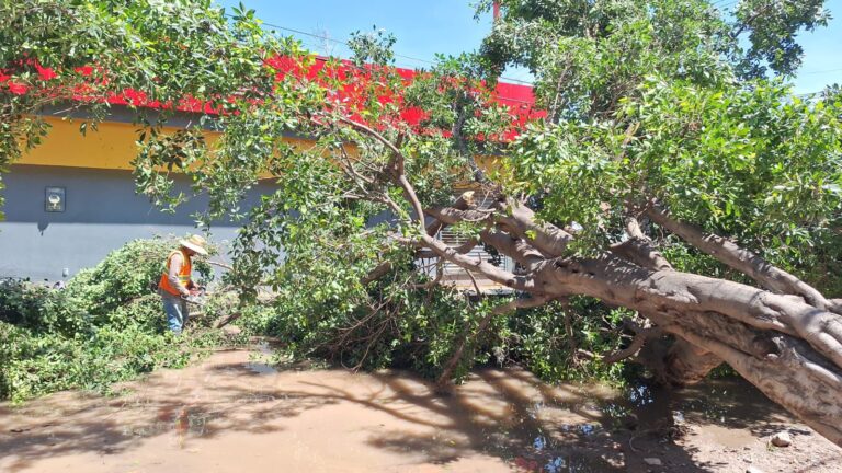 Lluvia nocturna provocó la caída de árboles aledaños a la Facultad de Economía