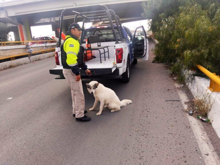 Rescatan a perrito que deambulaba en el distribuidor Juárez