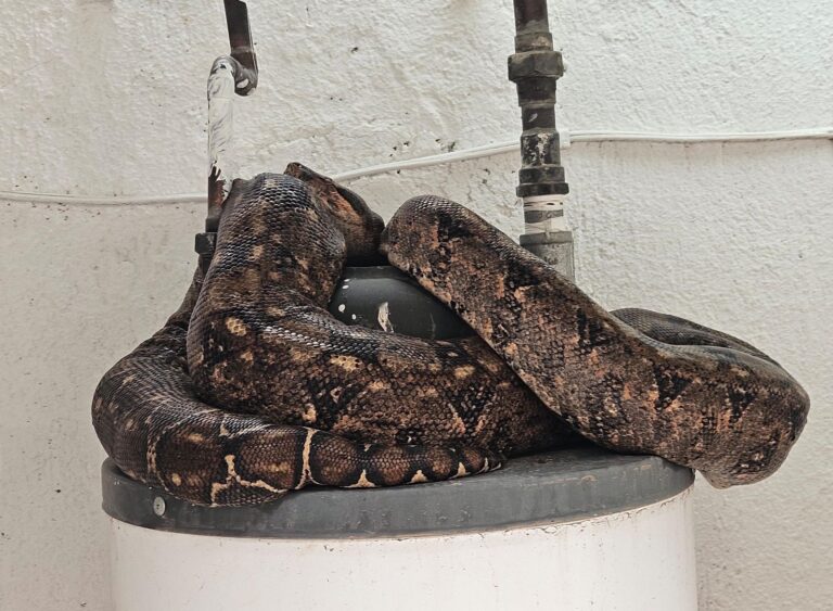 Localizan serpiente pitón en vivienda de la B. Anaya