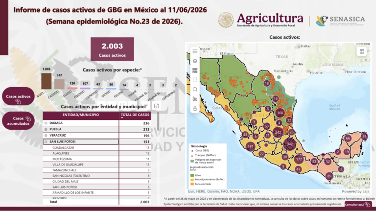 SLP, cuarto lugar nacional en casos activos de gusano barrenador