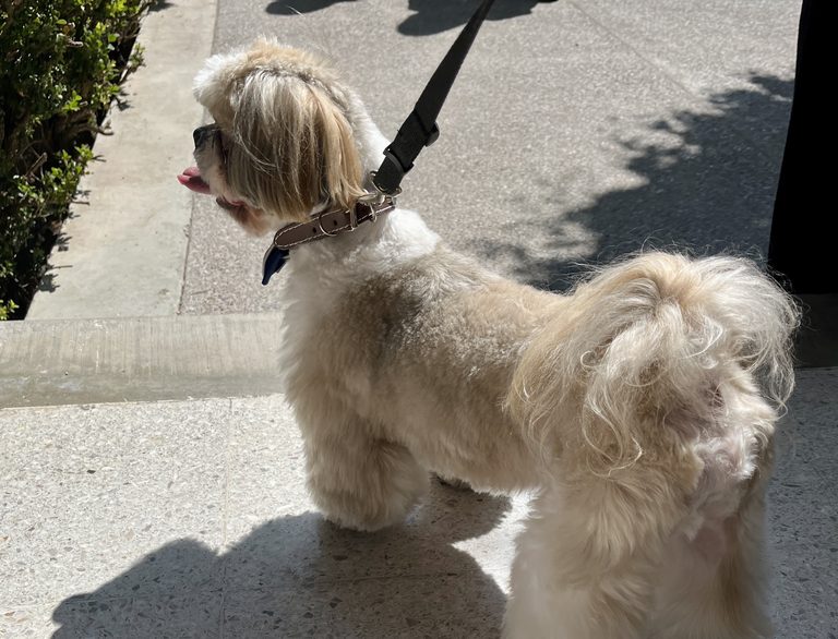 Propone Sara Rocha multar a quienes paseen mascotas sin correa ni collar